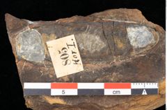 Foto (Detailsansicht) von Quercus palaeoilex Ettingshausen (NHMW-GEO-2024-0188-0805)
